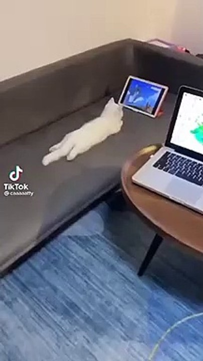 FUNNY VIDEO tik tok 2022 new _  funniest videos with cats _ funny cats tiktok videos