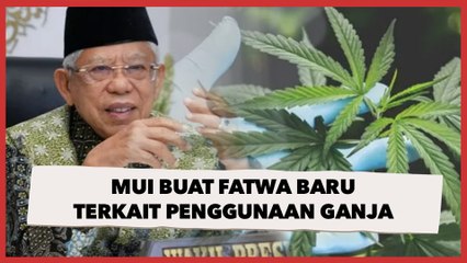 Pentingnya Ganja Medis, Wapres Sebut MUI Harus Keluarkan Fatwa