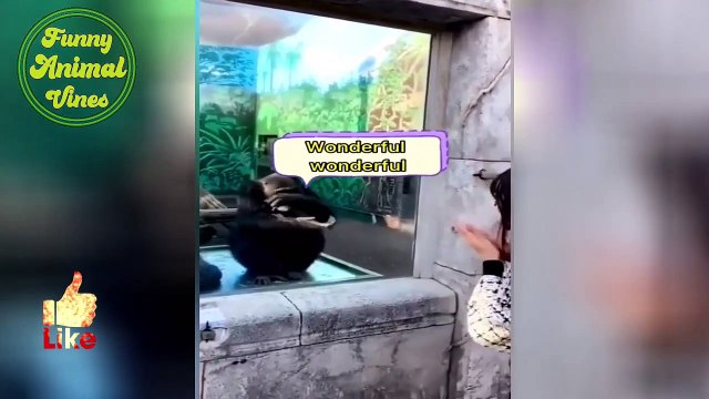 Animals are Funnier Than Humans _ Pets funny videos