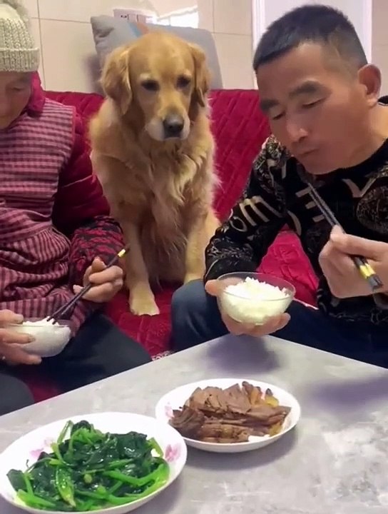 FUNNY ANIMALS VIDEOS #short