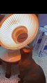 How Succesfully Heater is Turned on By My Cute Kitten Cat _ Funny Cats Videos