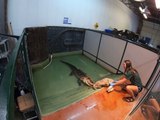 Un alligator fait un deathroll