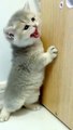 Cute Kitten Funny Cat Want More Food Funny Cats Videos