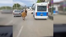 Trafiğe çıkan başıboş inekler araç sürücülerine zor anlar yaşattı