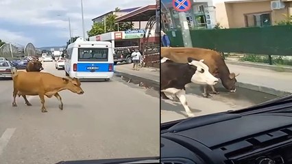 Ana yola inen inekler araç sürücülerine zor anlar yaşattı
