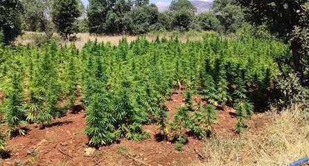 Diyarbakır’da narko terör operasyonu: 6.3 milyon kenevir…