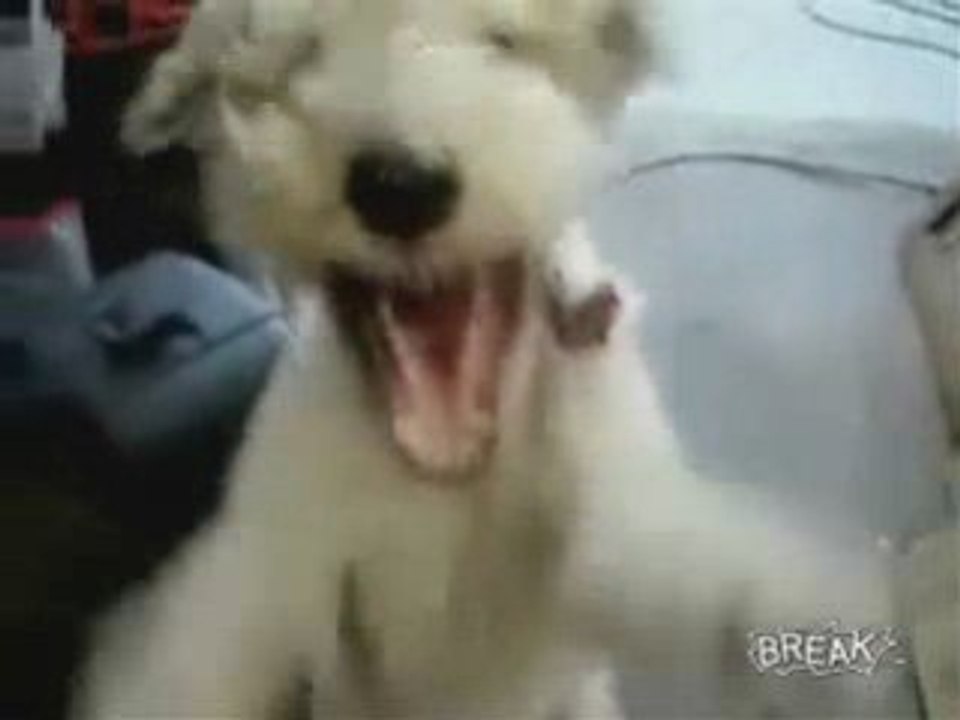 Death Metal Puppy