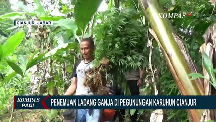 Descargar video: Kronologi Penemuan Ladang Ganja Seluas 10 Hektar di Pegunungan Karuhun