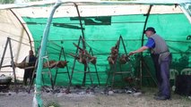 Kırkpınar'ın geleneksel lezzeti kuzu çevirme Sarayiçi'ndeki yerini aldı