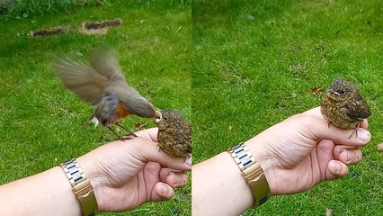 Irish Mans Adorable First Meeting with Baby Robin