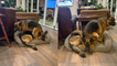 Two German Shepherds Having a Hard Time Fitting in One Dog Bed