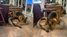 Two German Shepherds Having a Hard Time Fitting in One Dog Bed