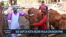 Ratusan Ekor Sapi di Kota Kediri Mulai Divaksin PMK