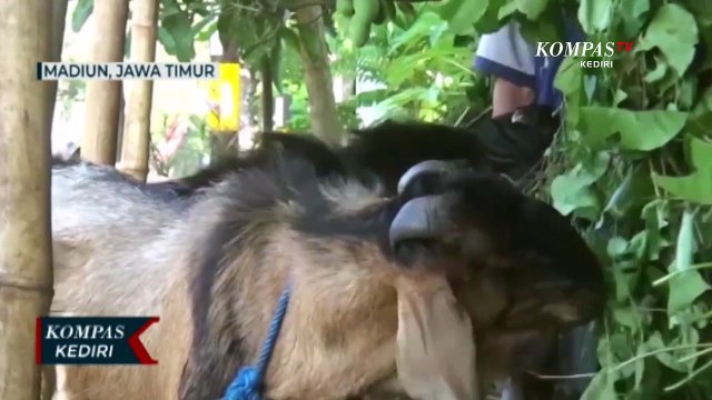 Harga Kambing Naik, Pedagang Mengeluh Sepi Pembeli