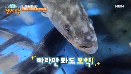 오늘의 자연산! 여름철에 먹는 농어의 진미! 놓치면 안 돼~