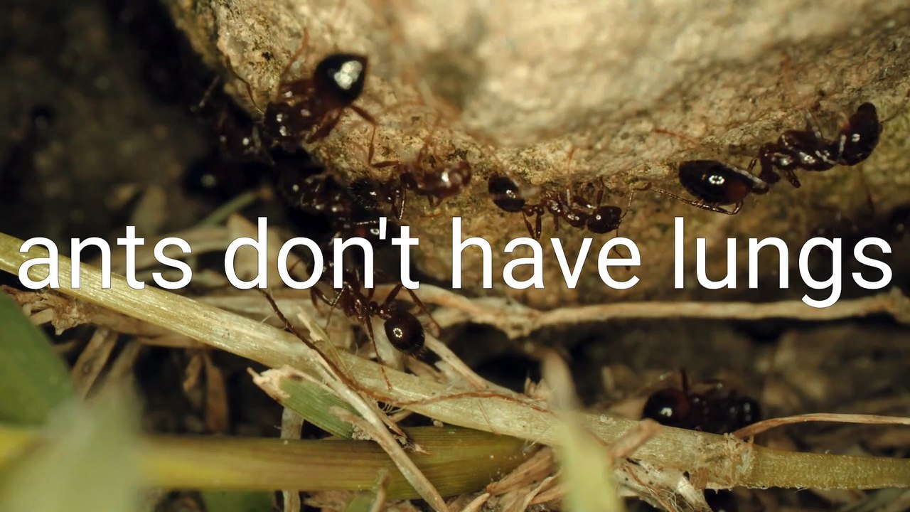 Fun fact Ants do not sleep