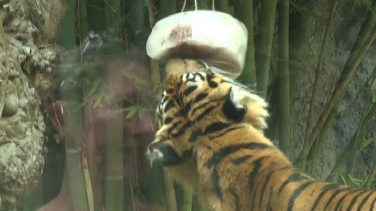 Spuntini gelati per gli animali del Bioparco di Roma