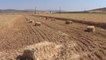 GAZİANTEP - Hububat hasadının ardından saman mesaisi başladı