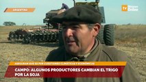 Campo: algunos productores cambian el trigo por la soja