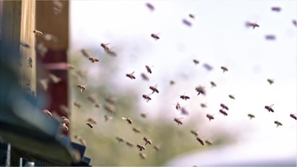 Les abeilles, plus menacées que jamais en Australie ?
