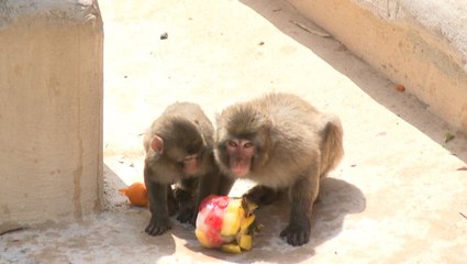 Zoo animals handle heat with frozen treats