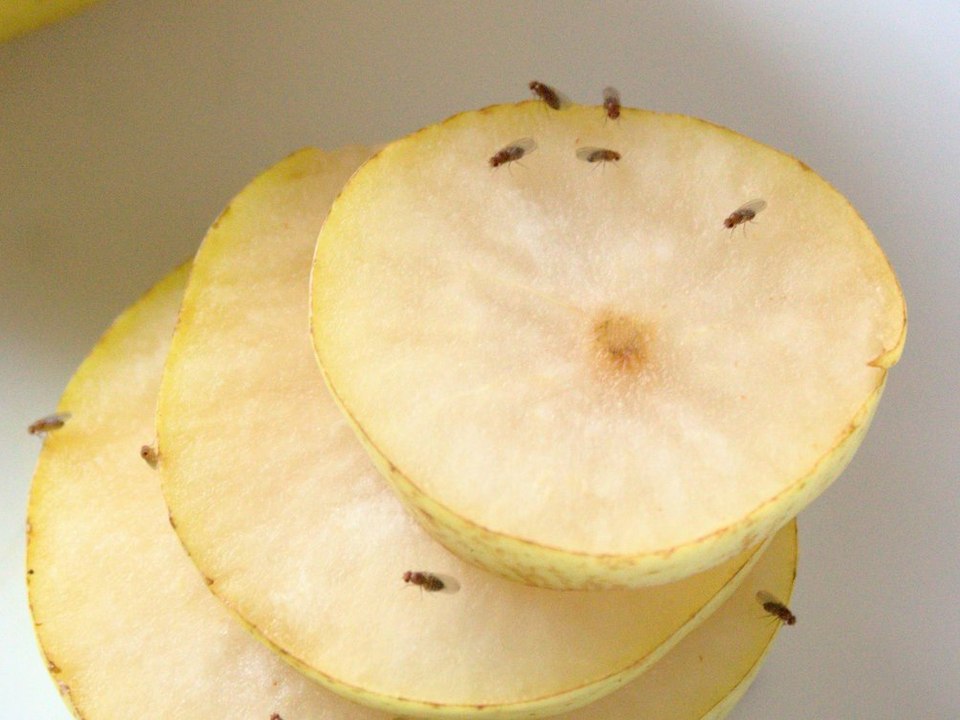 Fruchtfliegen in der Küche: Damit wirst du sie schnell wieder los!
