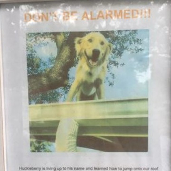 Frau erklärt, warum der Hund auf ihrem Dach sitzt