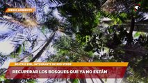 Recuperar los bosques que ya no están