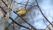 Qui est le Roitelet Huppé, le plus petit oiseau de France ?