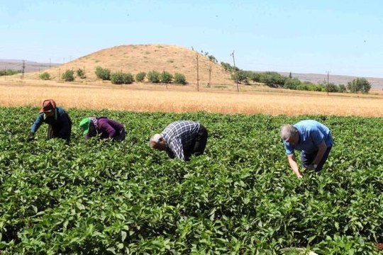 Tahmazoğlu, domates ve biber hasadı yaptı