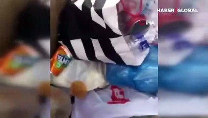 Yavru kediler poşetin içinde canlı olarak çöpte bulundu: Belediye Başkanı isyan etti!