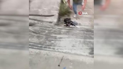 Sultanbeyli'de gençler, dere yatağına düşen köpeği halatla böyle kurtardı