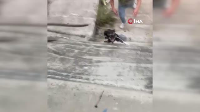 Sultanbeyli'de gençler, dere yatağına düşen köpeği halatla böyle kurtardı