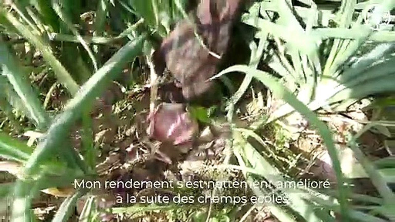 Togo- Focus sur les Champs écoles des producteurs