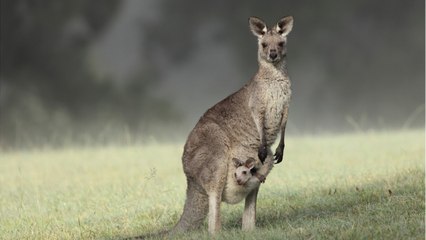 Une nouvelle espèce primitive de kangourou découverte grâce à l'analyse de fossiles