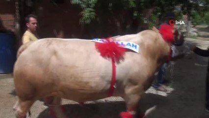 Yaklaşık 2 tonluk 'Fırtına' isimli tosun, 120 bin liradan satışa çıktı