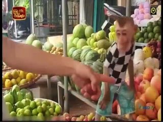 Atapattama 29-06-2022