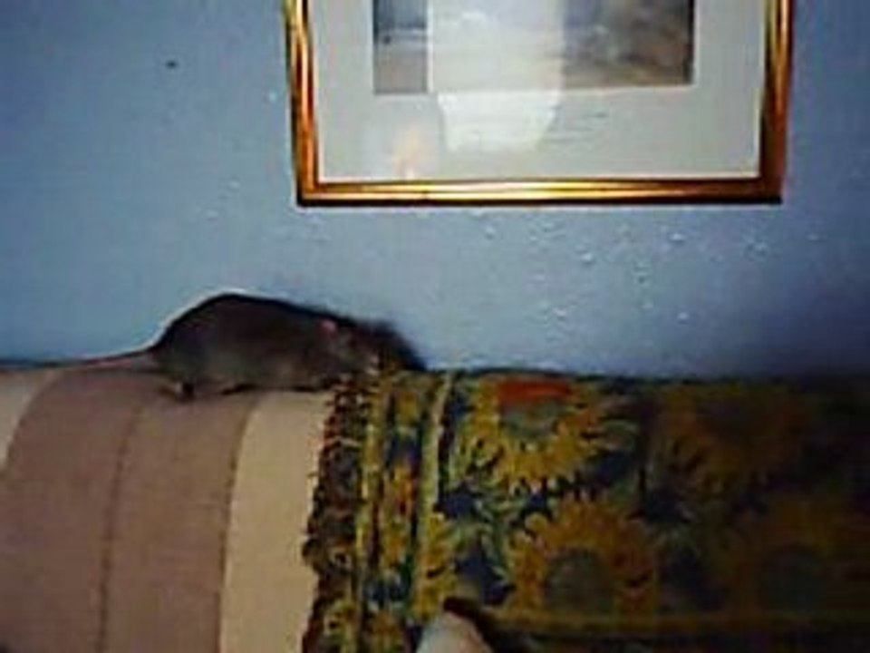 Herman Moonstone, my big rat, stashes.