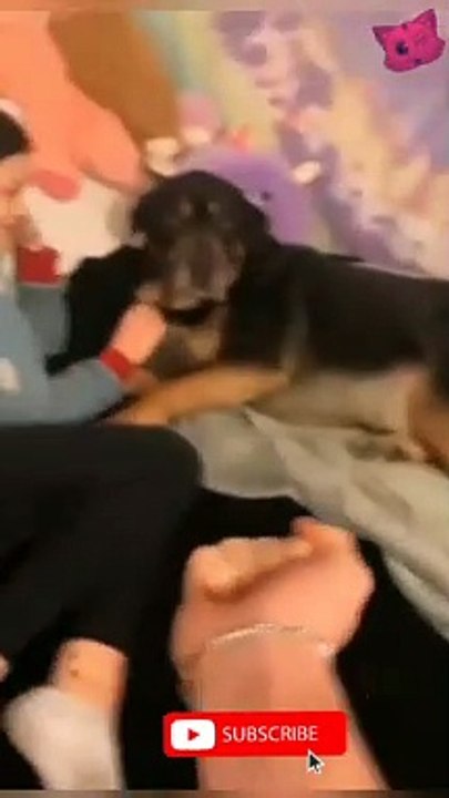 Funniest animal videos ever 2022 #shorts #animals #cat #funnyanimals #dog