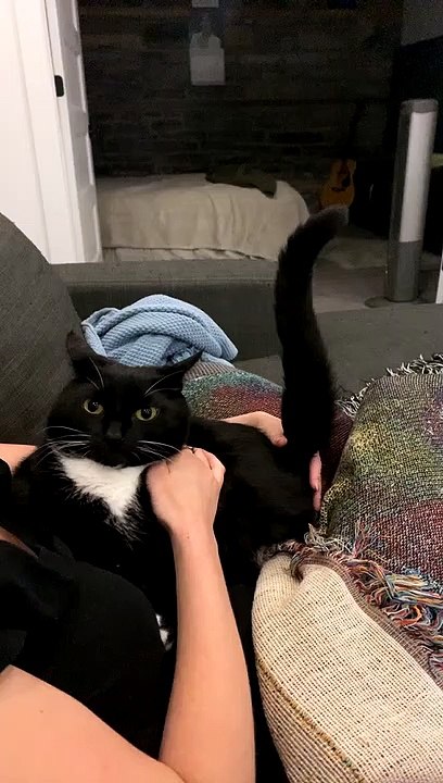Using a Cat's Tail as a Stick Shift Prop