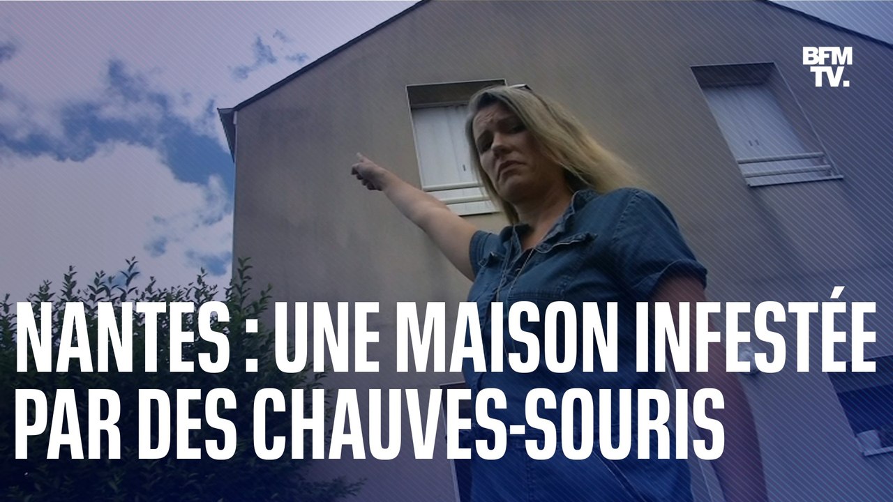 Une maison à Nantes infestée par des centaines de chauves-souris
