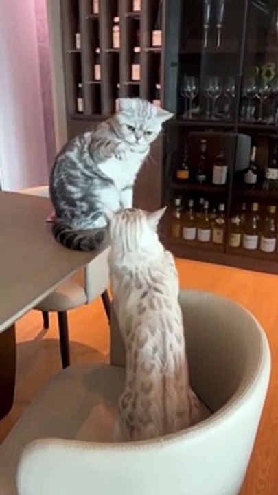 Funny cats fighting