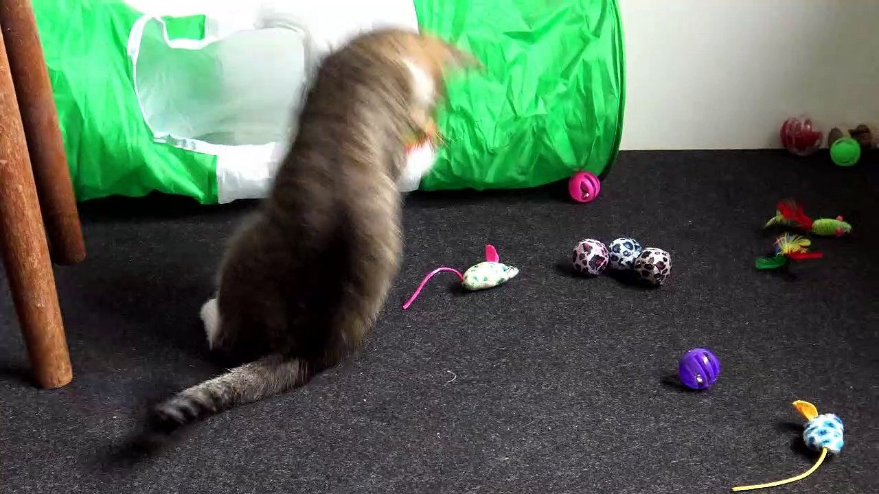 Are U Kitten Me, Are All these Toys Mine