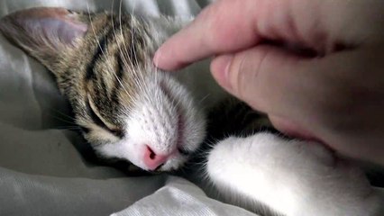 Every Now and Then Cats Take a Pawse to Rest from Playing