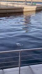 بالفيديو: في "ووتر غاردن"..  مطاعم تطل على نفايات في البحر