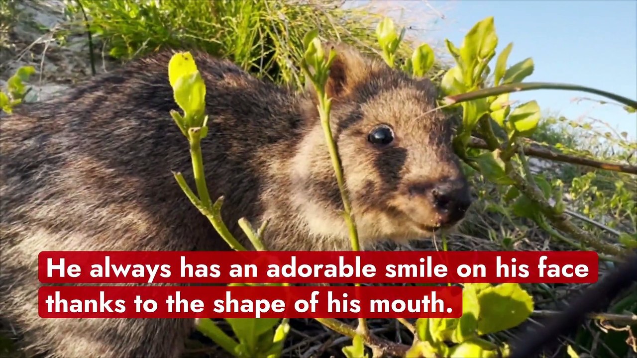 All about the quokka, nicknamed "the happiest animal in the world"