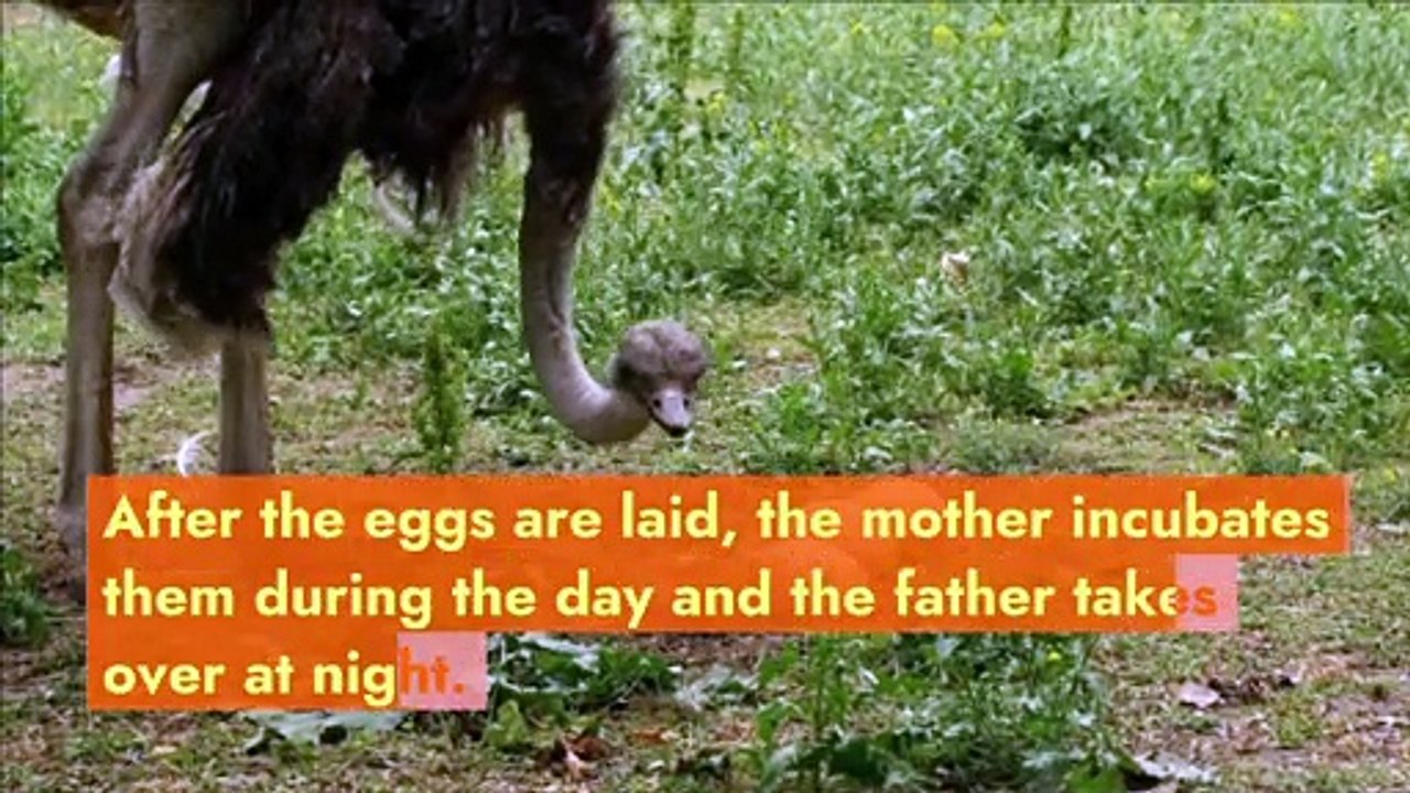 In these species, the male takes his role as a father very seriously