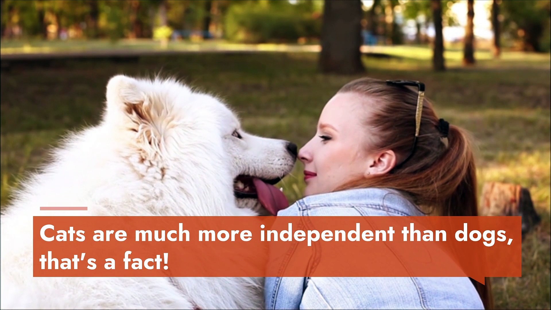 Are Cats More Independent Than Dogs