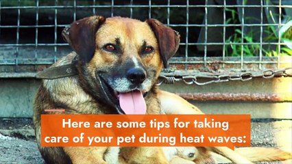 Heat wave: how to protect your pet from heat stroke