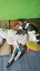 Cats Cuddle Dog to Help Nurse Her Back to Health